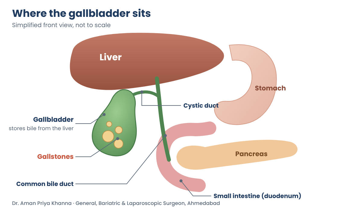 Diagram showing the gallbladder under the liver, the cystic duct, common bile duct, pancreas and small intestine